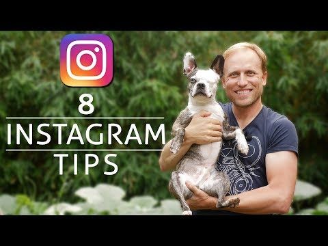 How to grow your dogs instagram