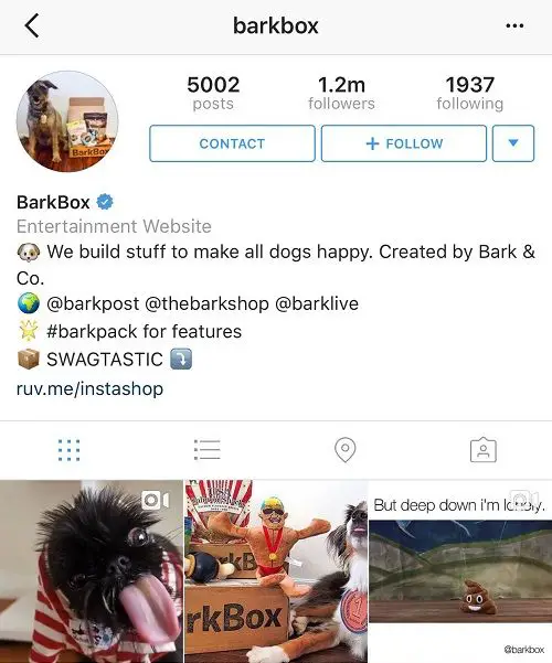 How to get dog famous on instagram